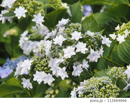 咲き始めた紫陽花の花 咲き始めた紫陽花の花 112664666