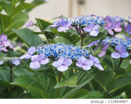 咲き始めた額紫陽花の花 112664667