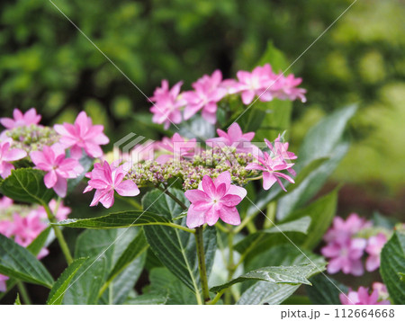 咲き始めた紫陽花の花 112664668