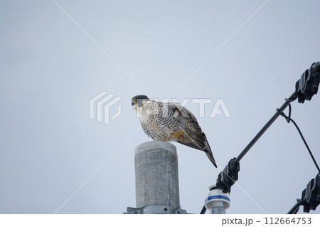 電柱に留まるハヤブサ 112664753