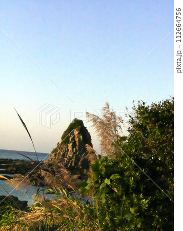海岸に生える植物と奇岩 海岸に生える植物と奇岩 112664756