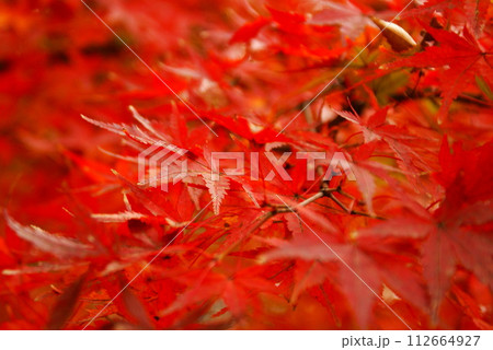 カラー 紅葉 植物 秋 公園 (2024年3月登録) カラー 紅葉 植物 秋 公園 (2024年3月登録) 112664927