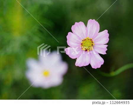 秋の花コスモスをクローズアップ撮影した写真 秋の花コスモスをクローズアップ撮影した写真 112664935
