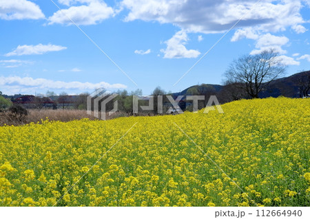 四万十川河川敷に咲く菜の花　（高知県　四万十市） 112664940