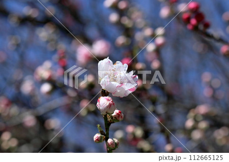 咲き始めた引地橋の花桃 (高知県 仁淀川町) 咲き始めた引地橋の花桃 (高知県 仁淀川町) 112665125