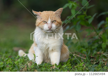 捨て猫 捨て猫 112665494