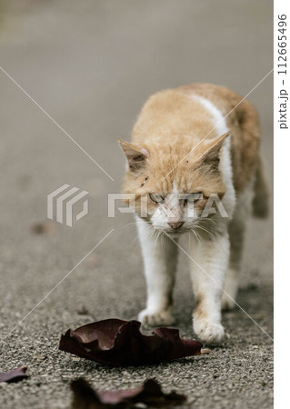 捨て猫 112665496