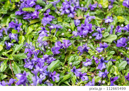 ヒメキランソウ 112665499