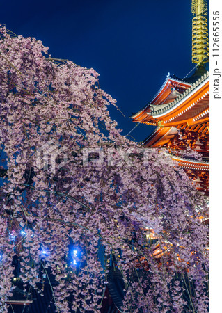 夜の浅草寺と枝垂れ桜 夜の浅草寺と枝垂れ桜 112665556