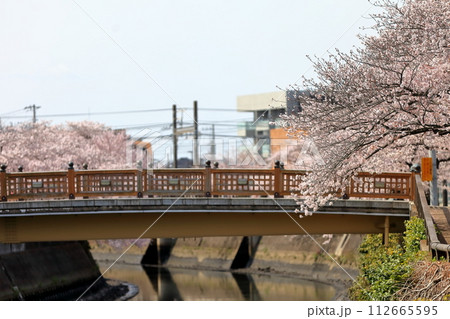真間川沿いの桜並木 (千葉県市川市) 真間川沿いの桜並木 (千葉県市川市) 112665595