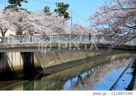 真間川沿いの桜並木　（千葉県市川市） 112665598
