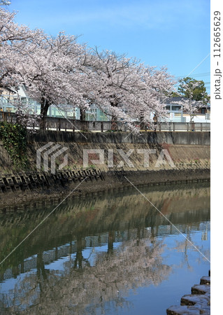 真間川沿いの桜並木　（千葉県市川市） 112665629