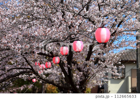 真間川沿いの桜並木　（千葉県市川市） 112665633