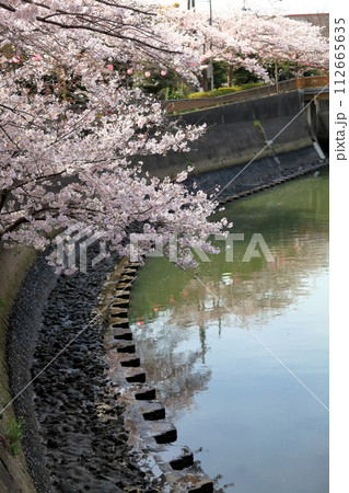 真間川沿いの桜並木　（千葉県市川市） 112665635