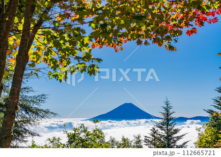 (山梨県)櫛形山の紅葉越しに富士山 (山梨県)櫛形山の紅葉越しに富士山 112665721