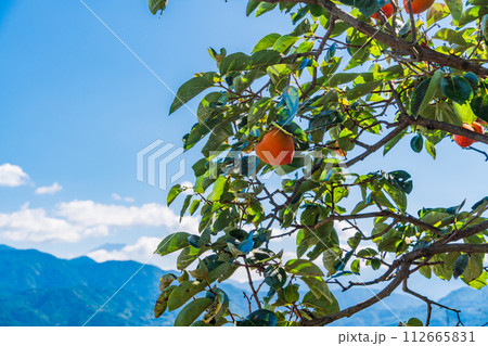 もうすぐ収穫　百目柿 112665831