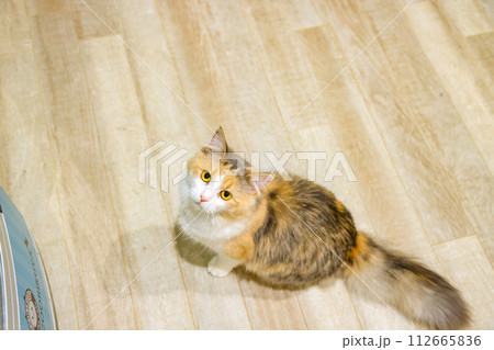 猫 112665836