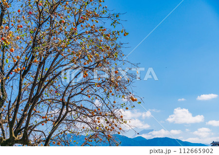 残り柿（青空・富士山背景） 112665902