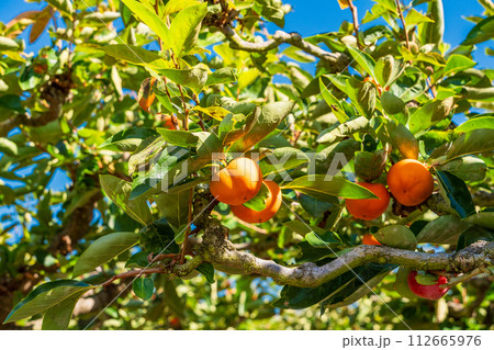 もうすぐ収穫　甘柿 112665976