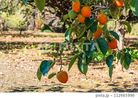 もうすぐ収穫　甘柿 112665990