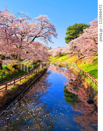 満開の桜と水面に映る青空 満開の桜と水面に映る青空 112666472