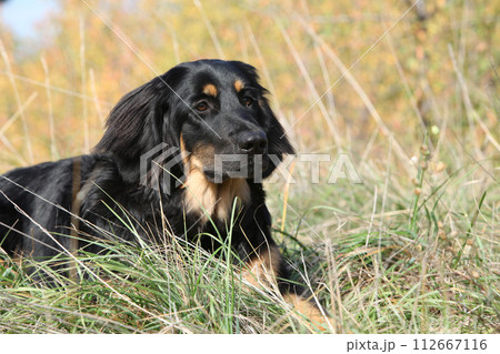 Nice hovawart lying in the grass Nice hovawart lying in the grass 112667116