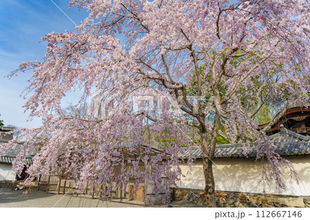 京都醍醐寺 三宝院の春景色  112667146