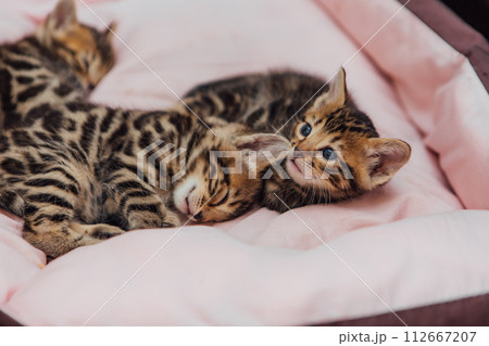 Close-up little bengal kittens on the cat's pillow 112667207