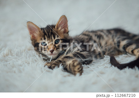 Little bengal kitten on the white fury blanket 112667210