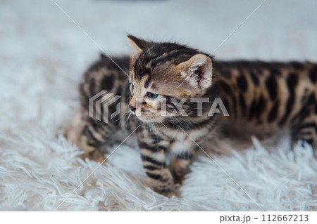 Little bengal kitten on the white fury blanket Little bengal kitten on the white fury blanket 112667213