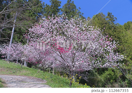 山里の花桃の風景 山里の花桃の風景 112667355