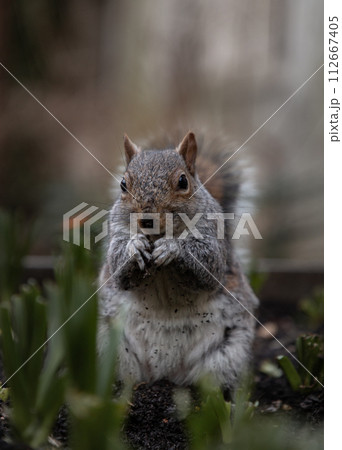 A cute Eastern Gray Squirrel (Sciurus carolinensis) is standing on its hind legs in the park. A cute Eastern Gray Squirrel (Sciurus carolinensis) is standing on its hind legs in the park. 112667405