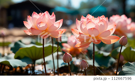 ollection of stylized lotus flowers and petals in shades of pink and red, showcasing various stages of blooming 112667596