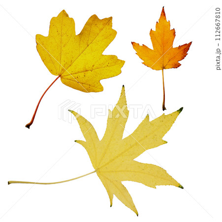 Collection of autumn wire silver maple leaf isolated on white background. Set of various maple leaves for design. Acer saccharinum Wieri. 112667810