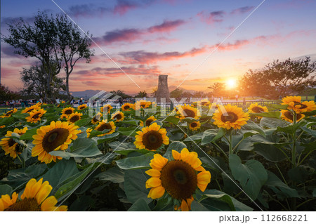 Sunflower at sunset Near Cheomseongdae in Gyeongju, Gyeongsangbuk-do, South Korea. 112668221