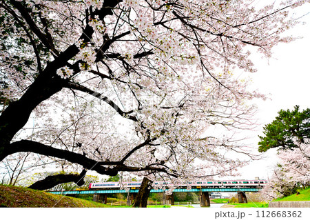 岡崎公園　満開の桜と快走する名鉄電車 112668362