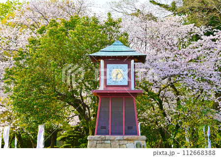 満開の岡崎公園とからくり時計 満開の岡崎公園とからくり時計 112668388