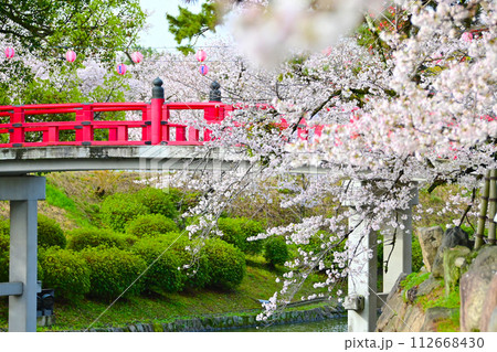 岡崎公園　桜満開の朱色が美しく映える龍城堀の神橋 112668430