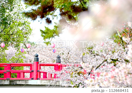 岡崎公園　桜満開の朱色が美しく映える龍城堀の神橋 112668431