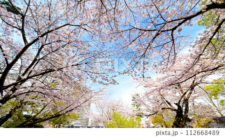岡崎公園 満開のソメイヨシノ 岡崎公園 満開のソメイヨシノ 112668489