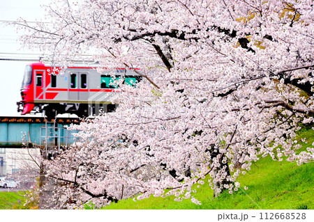 岡崎公園　満開の桜と快走する名鉄電車 112668528