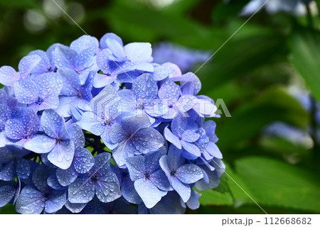 青い紫陽花 青い紫陽花 112668682