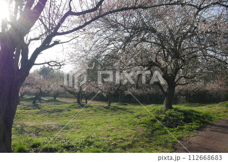 穏やかな日の差す午後の梅園 112668683