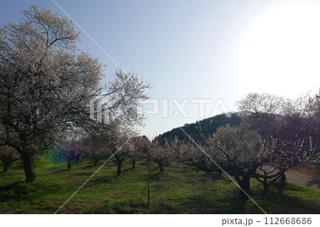 午後の穏やかな陽気に包まれる梅林 112668686