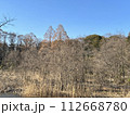 冬枯れの木々が芽吹き始めた冬の雑木林 112668780