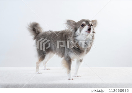 白バックと吠えるチワワ 112668956