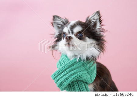 ピンクバックと緑のマフラーをしたチワワのバストアップ 112669240