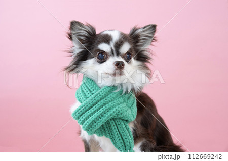 ピンクバックと緑のマフラーをしたチワワのバストアップ ピンクバックと緑のマフラーをしたチワワのバストアップ 112669242