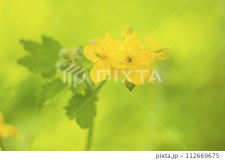 Close up for blooming chelidonium or celandines flower on a green natural background 112669675