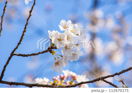 ソメイヨシノ 桜 満開 お花見 青空 ソメイヨシノ 桜 満開 お花見 青空 112670175